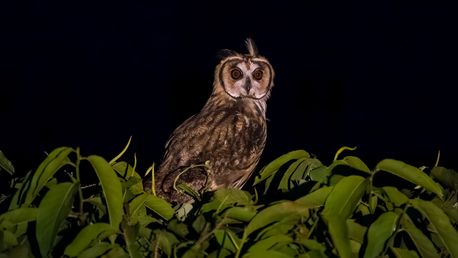 Tropenkreischeule, corujinha-do-mato, Tropical Screech Owl, Megascops choliba