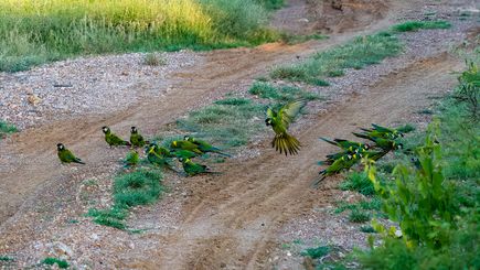 Halsbandara, maracanã-de-colar, Golden-collared Macaw, Primolius auricollis