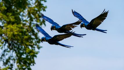 Hyazinthara; Arara-azul-grande, Hyacinth Macaw, Anodorhynchus hyacinthinus