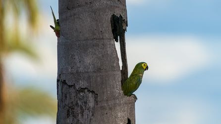 Rotbauchara, maracanã-do-buriti, Red-bellied Macaw, Orthopsittaca manilatus