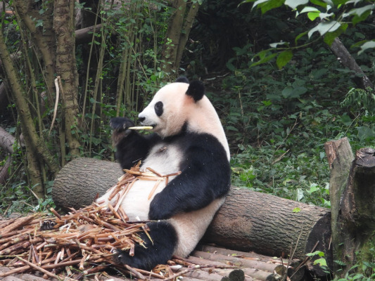 Chengdu_2019-09-30_11-04-07_COOLPIXP1000_1.jpg