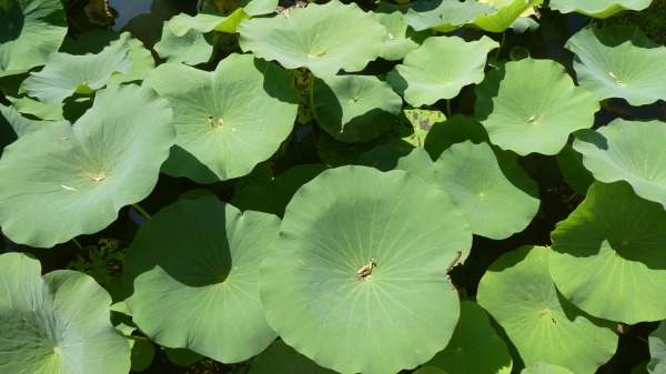 2019-09-23_05-19-39_DMC-TZ81.jpg