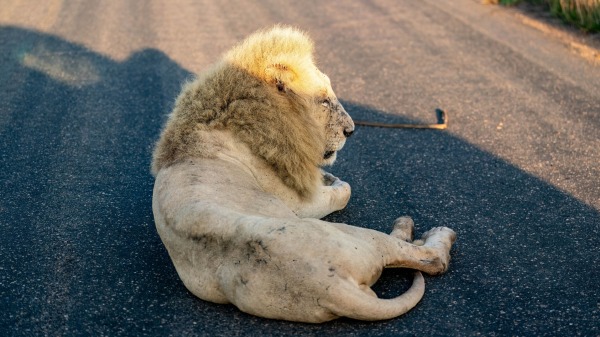 2023_Kruger_28.10.23_05-51-12_SAST_ILCE-9_ergebnis.jpg