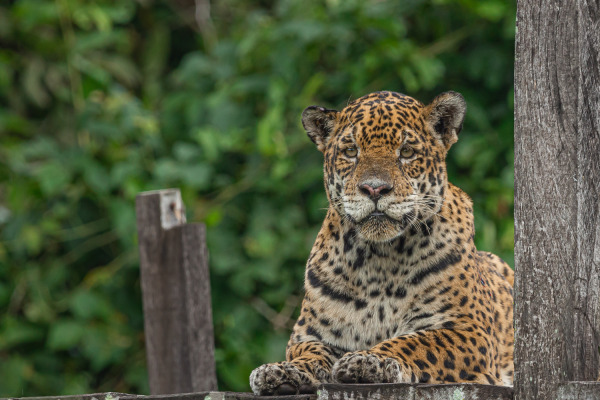 panthera-onca-BOCEJANDO-FAZENDA-SAN-FRANCISCO-PANTANAL-FAZENDA-SAN-FRANCISCO-POUSADA-E-PASSEIOS.jpg